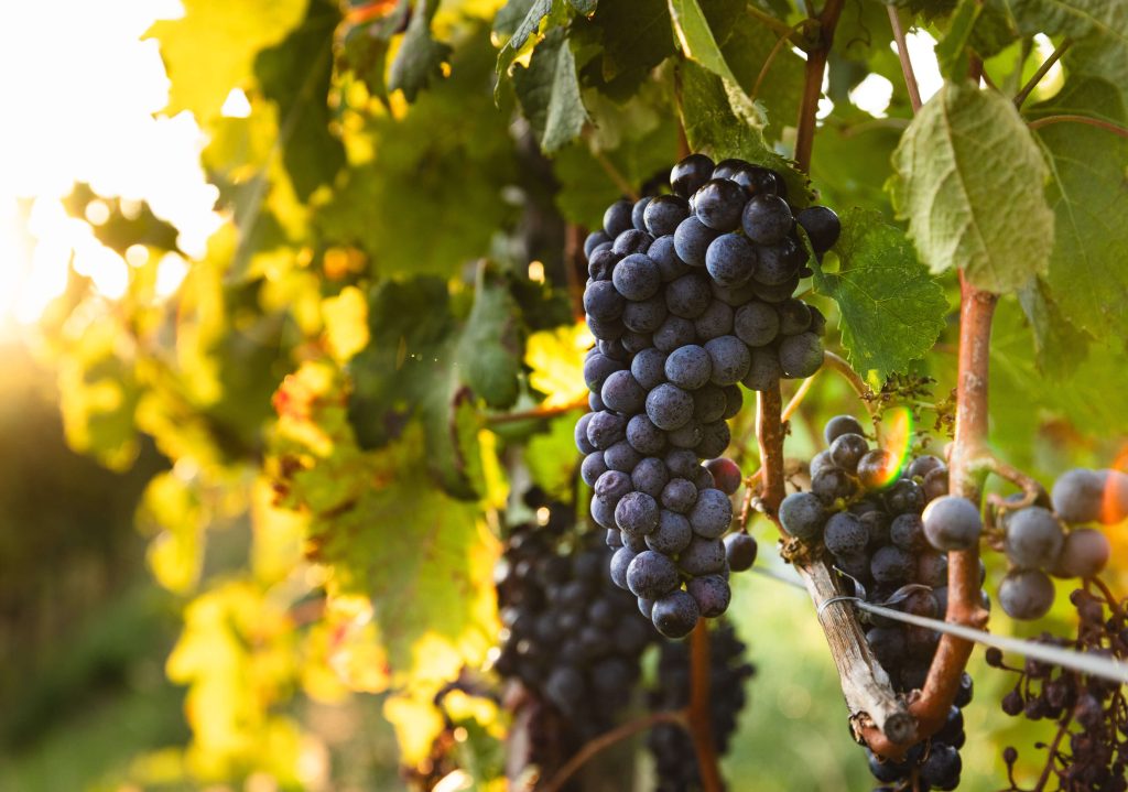 Degustacija naravnih vin