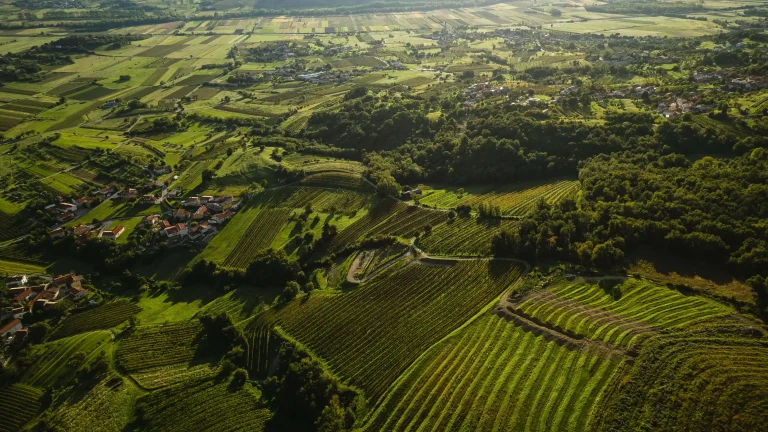 Vipava valley wine tasting VinaKrapež